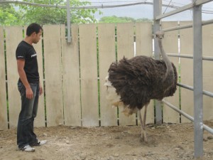 ダチョウとの間合いをはかる足立くん